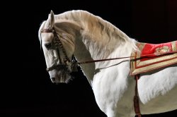 Lipizzan